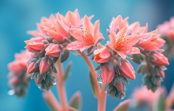 Drops, flowers, background, Wallpaper, art, pastel, wallpaper, art