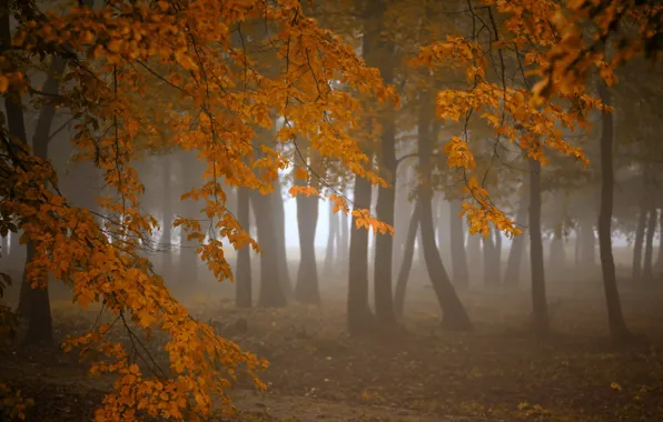Autumn, forest, nature, fog