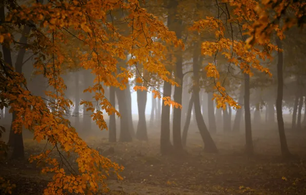 Picture autumn, forest, nature, fog