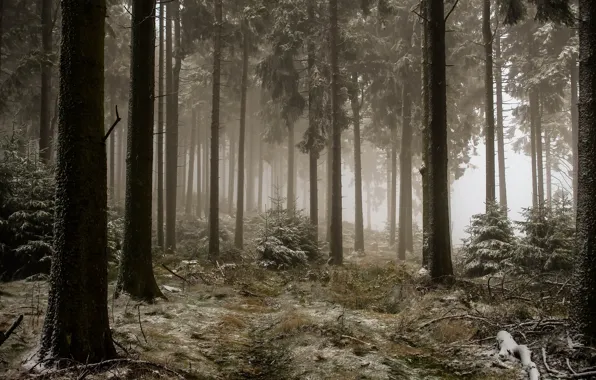 Winter, forest, fog