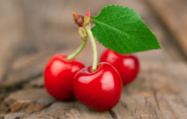 Summer, sprig, leaf, fruit, cherry