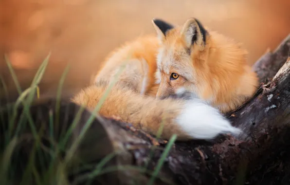 Picture autumn, fluffy, Fox, tail, Fox