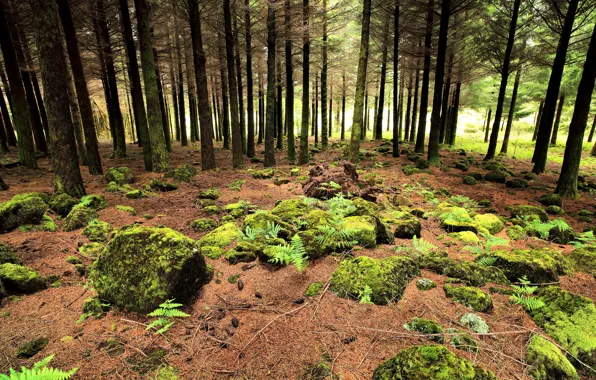 Picture forest, Portugal, Moss Zone