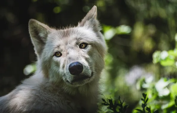Nature, snow, predator, face, animal, wolf, wildlife, portrait