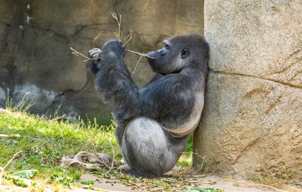 Grass, pose, monkey, sitting