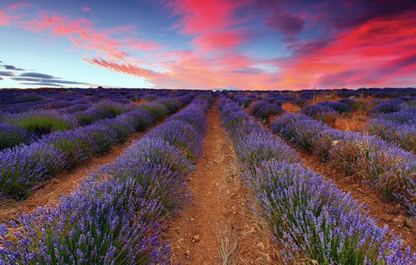 Picture field, the sky, clouds, sunset, lavender