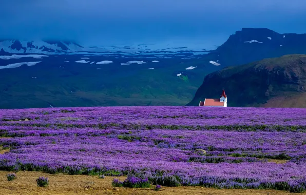 Field, summer, the sky, snow, flowers, mountains, blue, Church