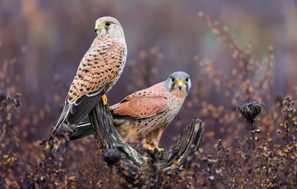Look, birds, stump, plants, pair, snag, Falcon, bitches