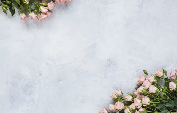 Roses, pink, decor, bouquets