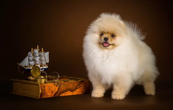 Ship, puppy, Spitz
