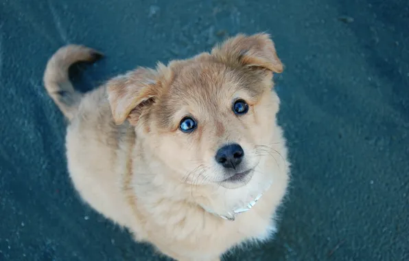 Look, dog, puppy