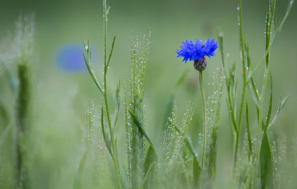 Field, flower, Rosa, spikelets, Cornflower blue