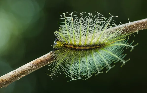 Caterpillar, sprig, background