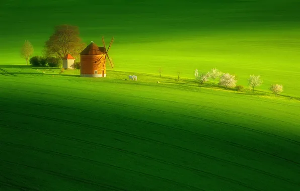 Picture greens, field, trees, horse, hills, horse, spring, meadow
