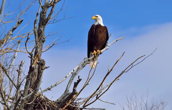 Picture the sky, clouds, branch, socket, Bald eagle