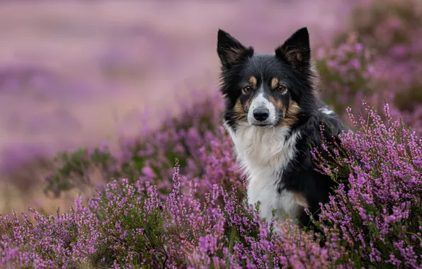 Look, face, dog, Heather, The border collie