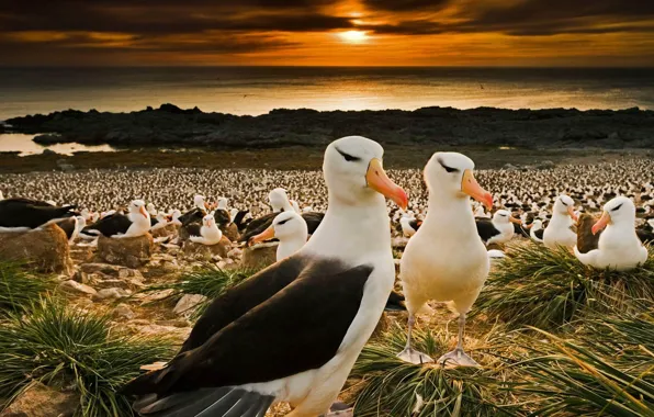 Birds, beak, colony, Falkland Islands, black-browed albatrosses