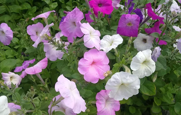 Summer, Flowers, Petunia, modest beauty