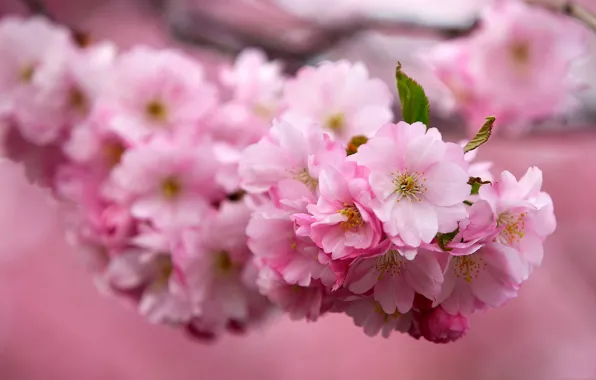 Picture cherry, Flowers, branch, Sakura