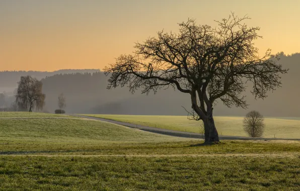 Road, trees, fog
