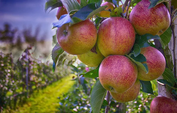 Tree, Leaves, Garden, Apple, Apples