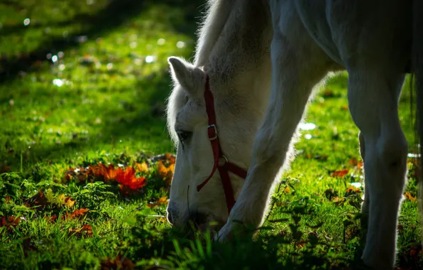 Greens, grass, look, face, light, horse, foliage, horse