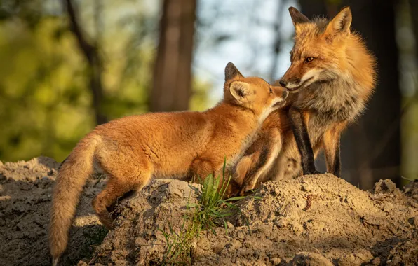 Nature, pose, two, baby, Fox, pair, Fox, mom