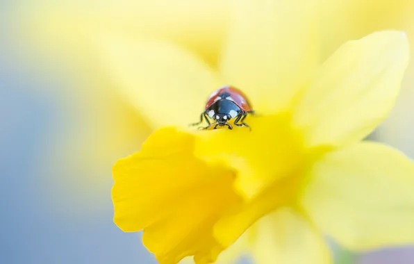 Picture macro, flowers, red, background, ladybug, beetle, blur, petals