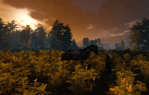 Field, fog, sunrise, horse, Sword, Warrior, Armor, The Witcher