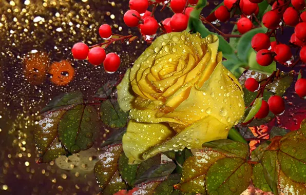 Picture drops, Rosa, berries, rain, Wet rose