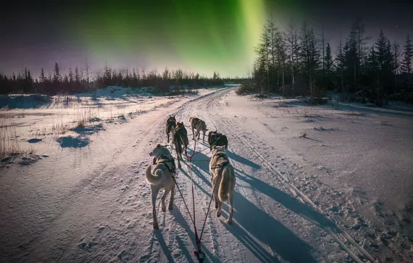 Picture Road, Night, Trees, Snow, Forest, Canada, Northern lights, Canada