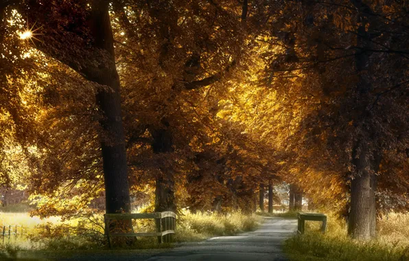 Autumn, nature, Park