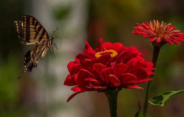 Macro, flowers, butterfly, Papilio Glaucus, Zinnia