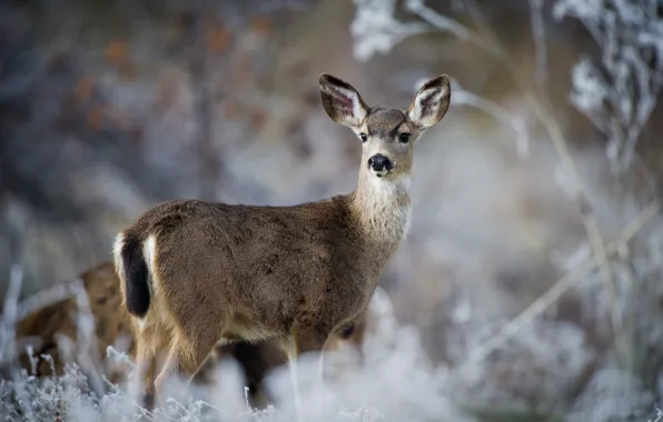 Nature, deer, mule