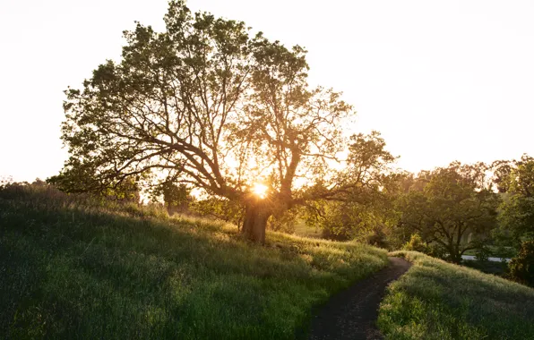 Picture grass, the sun, rays, nature, tree, trail, spring, stitch