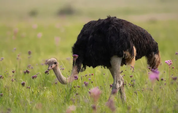 Picture grass, flowers, pose, bird, feet, glade, walk, ostrich