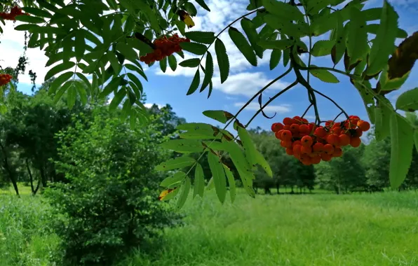 Summer, Park, August, Rowan