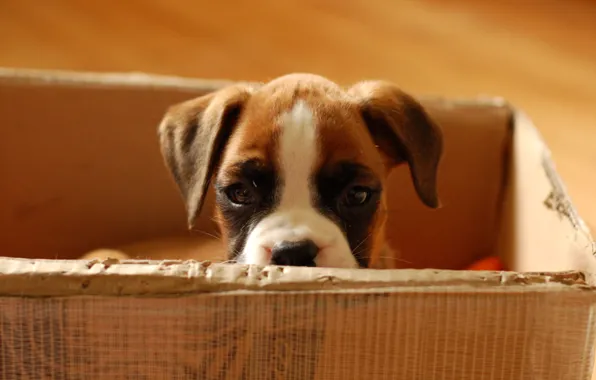 Picture look, baby, Puppy, cardboard box