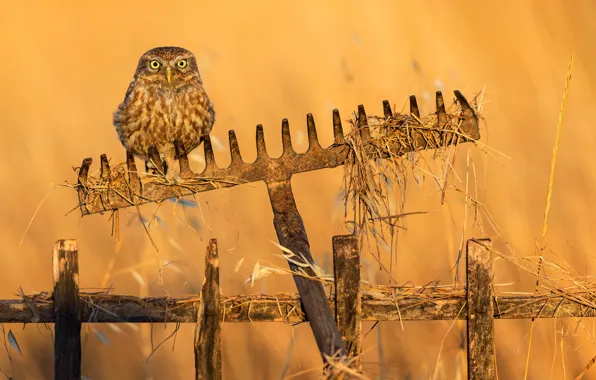 Picture owl, predator, fence, bokeh, rake, a small bird