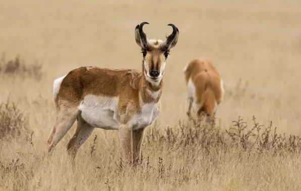 Grass, nature, horns, antelope, pronghorn