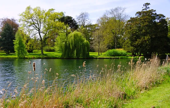 Summer, grass, trees, lake, Park, England, the bushes, Peterboro