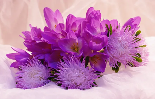 Picture joy, flowers, beauty, plants, crocuses, a bunch, the color purple, many