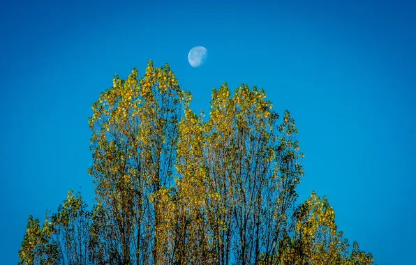 Picture autumn, the sky, leaves, trees, the moon