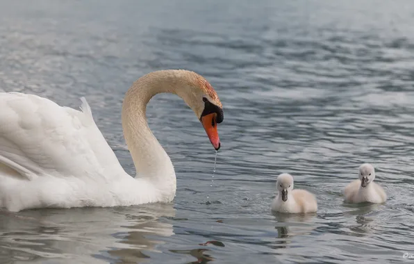 Picture lake, Swan, kids