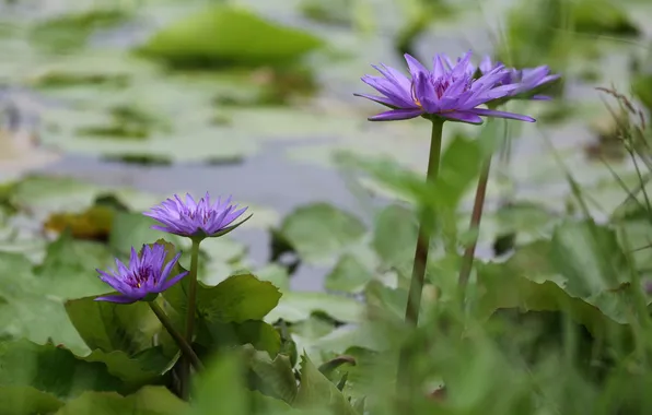 Landscape, lake, beauty, leaves, water lilies