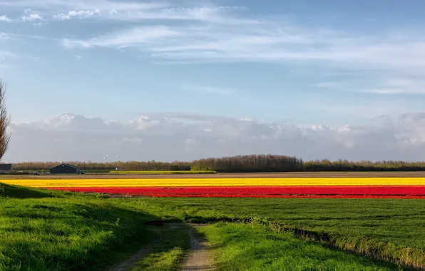 Picture road, field, flowers, nature