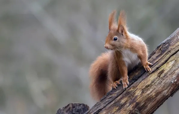 Background, protein, red, log, bokeh