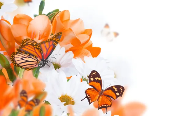 Butterfly, flowers, buds, twigs, white chrysanthemums, orange flowers