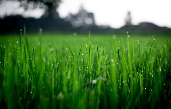 Nature, Plant, Plants, Nature, Grass, Green, Wet, Field