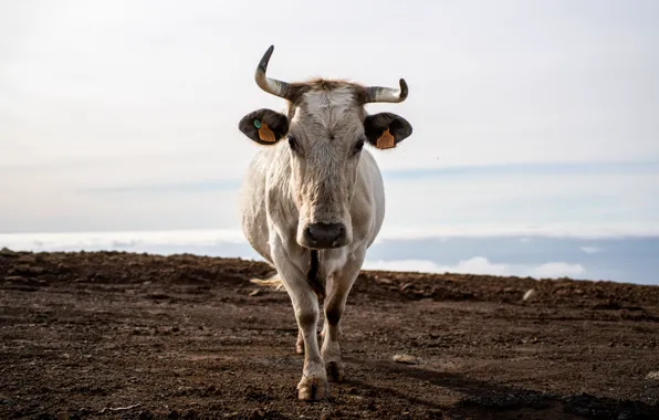Nature, cow, cattle
